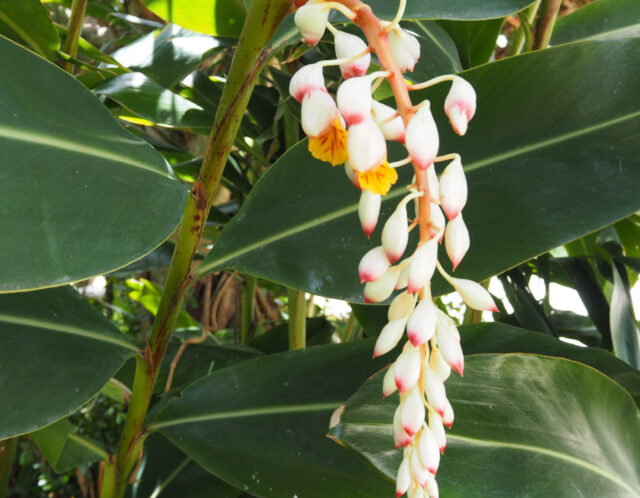 沖縄の自然の祝福―植物から生まれるお守りの魅力