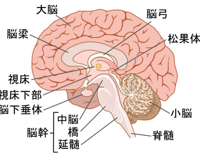 松果体の二面性：肉体的な司令塔とスピリチュアルな探求者